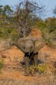 022 Timbavati Private Game Reserve, olifant